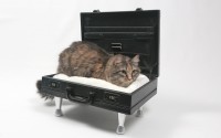 diy cat bed briefcase